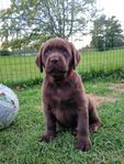 Labrador retriever SKK