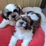 renrasiga shih tzu valpar med stamtavla