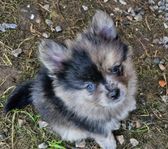 Pomeranian/Kleinspitz/Papillon