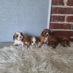 Drämsöta Cavalier King charles spaniel valpar 