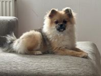 pomeranian valp