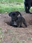 Cane Corso tik ROSA