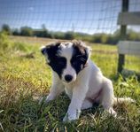 Border Collie valpar - Leveransklara 