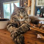 Norsk skogkatt/maine coon hane 