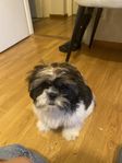 shih tzu hane