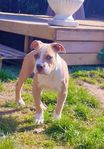 American Staffordshire Amstaff 