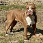 American  Bully XXL 