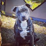 Engelsk staffordshire bullterrier  staffe