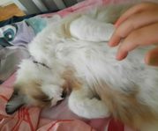 Ragdoll omplacering