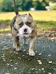 American bully pocket hane