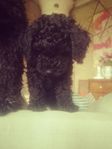 Blandrad/Labradoodle