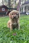 cavapoo 