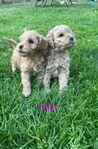 cavapoo 