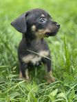 Pinscher 