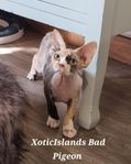 Devon Rex Stamtavleregistrerade 