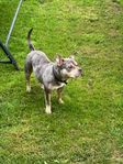 American Bully Merle (liten pocket)