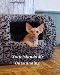 Devon Rex Stamtavleregistrerade 