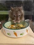 Angora Guldhamster