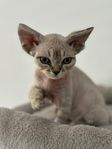 Devon rex hane med stamtavla 