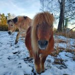 Shettis hingst 25 år 