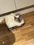 Ragdoll hanar 1.5år