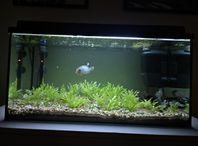 akvarium fiskar 54 liters 