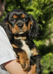 Cavalier king Charles Spaniel kille, renrasig