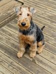 airedaleterrier tik valp Ädelterrier kungsterrier 