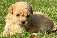 cavapoo tik valpar