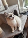 Långhårig kattunge ragdoll/norsk skogkatt 