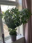 Paraplyaralia/Schefflera