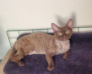 Devon rex pojke 1.5 år