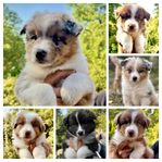  Miniature American Shepherd ( Mas) Valpar 