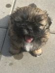 Shih Tzu valp 