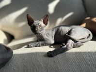 Sphynx kattungar med svensk stamtavla 