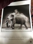 Affisch foto svartvitt Nick Brandt Elephant 50X70 plansch 