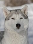 Siberian husky omplaceras (Sällskapslinjer)