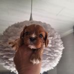 Sockersöt Cavalier King Charles Spaniel tikvalp