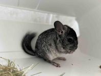 Chinchilla