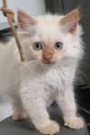 "Hasse" Ragdollkorsning 75%