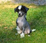 Chinese crested dog valpar 