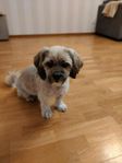 kastrerad lahasa apso söker nytt hem!