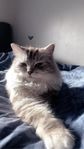 Ragdoll/Perser Katt