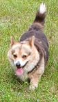 welsh corgi penbroke