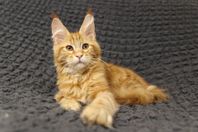 Maine Coon med stamtavla