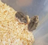 Hamster Marsvin Gerbil Dvärghamster