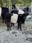 Belted Galloway tjurkalv