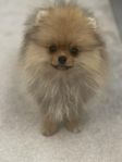 Pomeranian teddy bear 