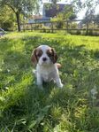 cavalier king Charles spaniel 