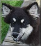 Finsk Lapphund